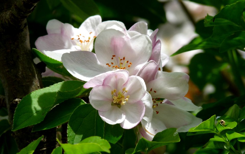 Flower Plant Blossom Spring