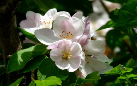 Flower Plant Blossom Spring