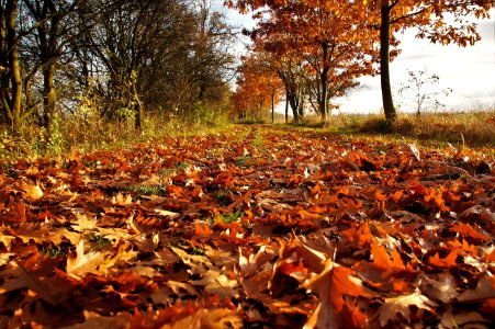 Leaf Autumn Deciduous Woodland photo