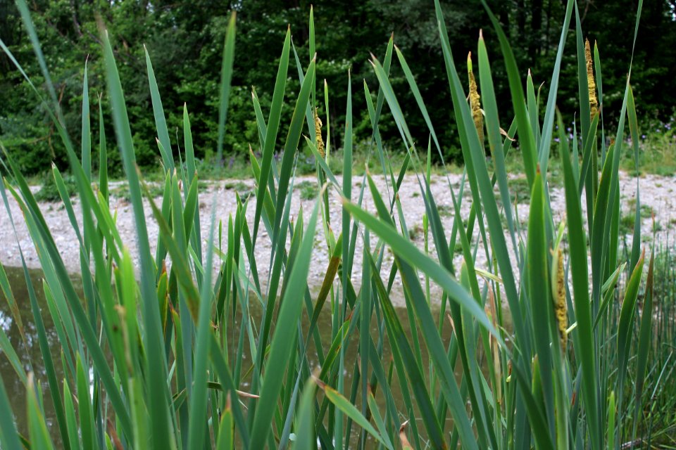 Vegetation Ecosystem Plant Grass
