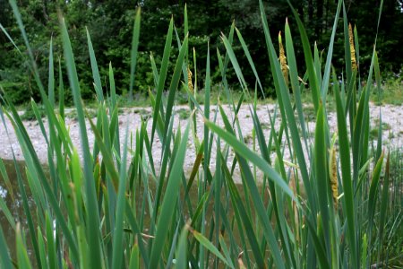 Vegetation Ecosystem Plant Grass photo