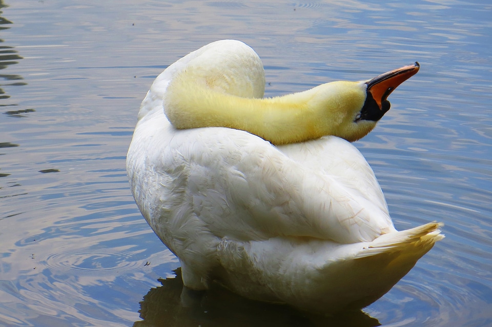 Swan pride water bird
