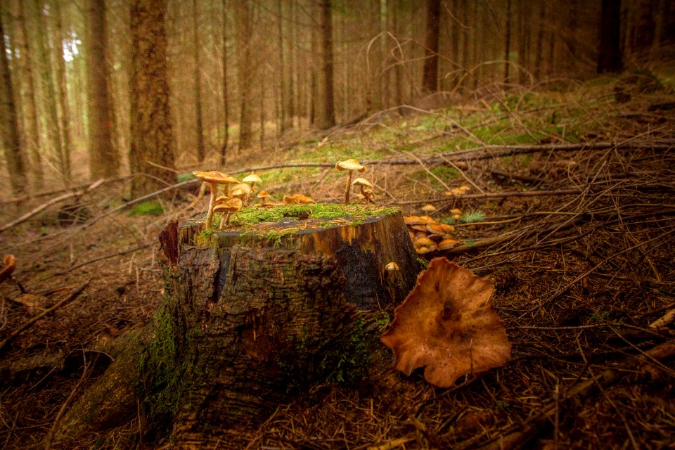 Ecosystem Woodland Forest Tree