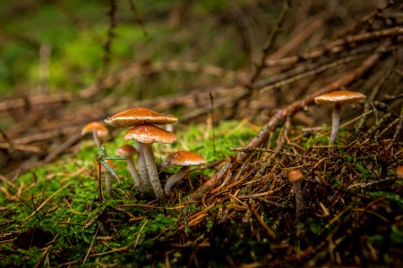 Fungus Ecosystem Vegetation Mushroom photo