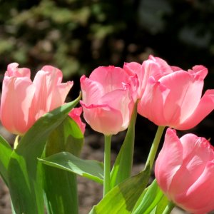 Flower Plant Flowering Plant Tulip