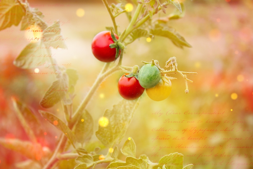 Tomato plant plant healthy