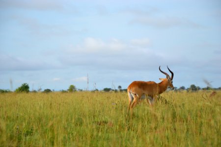 Wildlife Grassland Ecosystem Fauna