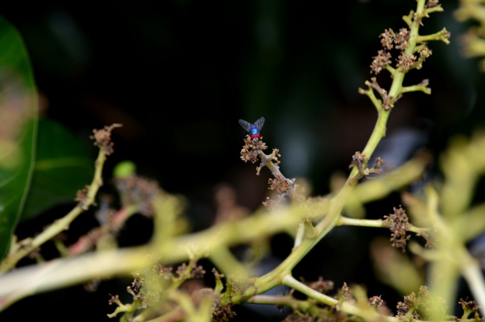 Fauna Bird Insect Membrane Winged Insect