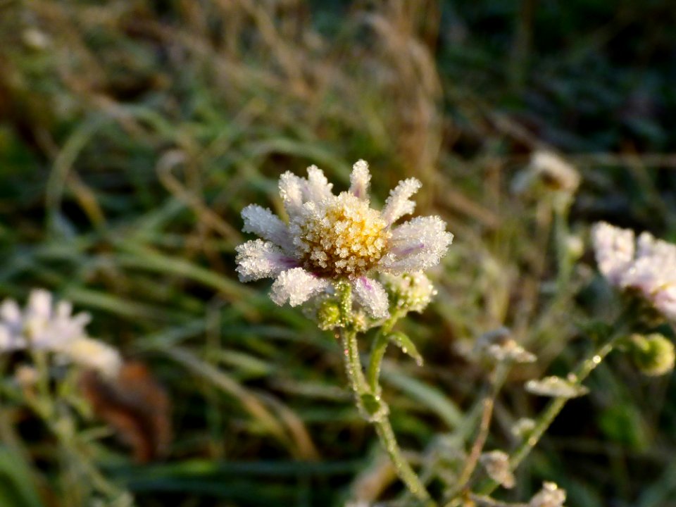 Flower Flora Plant Subshrub