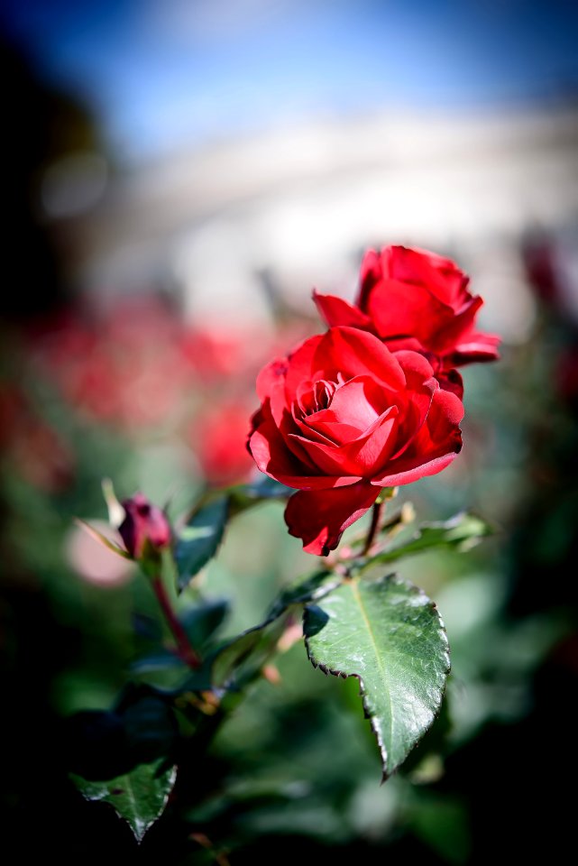 Rose Red Flower Rose Family
