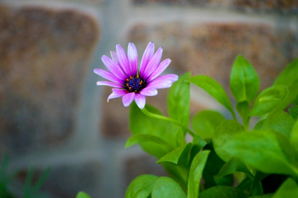 Flower Plant Flora Purple