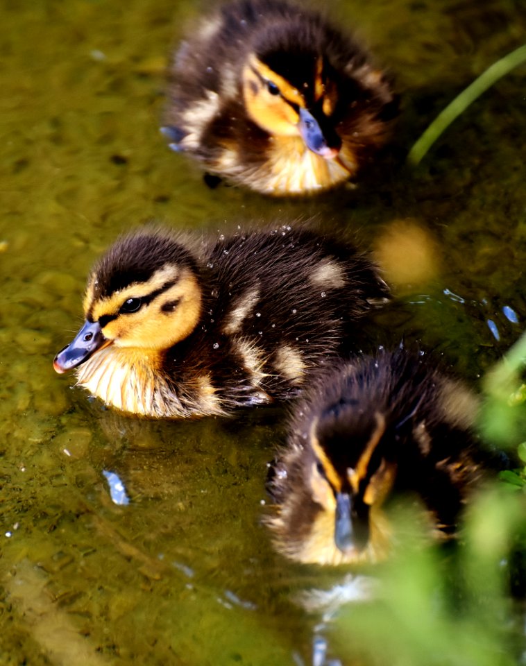 Duck Bird Ducks Geese And Swans Water Bird