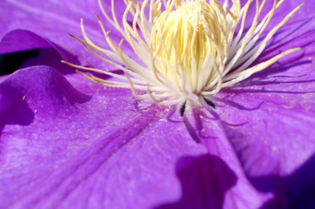 Flower Purple Violet Flora