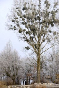 Tree Winter Branch Frost