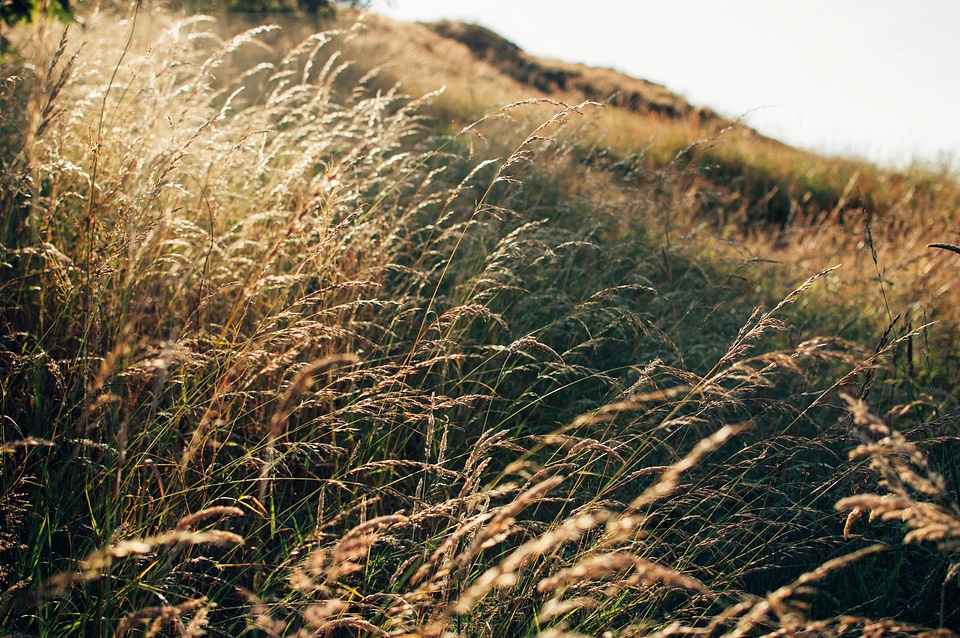 Nature field outdoor