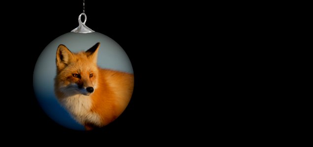 Dog Like Mammal Mammal Red Fox Fox