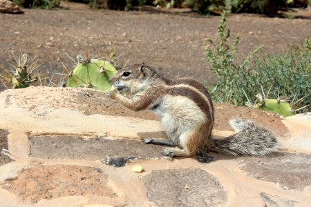 Squirrel Fauna Mammal Rodent photo