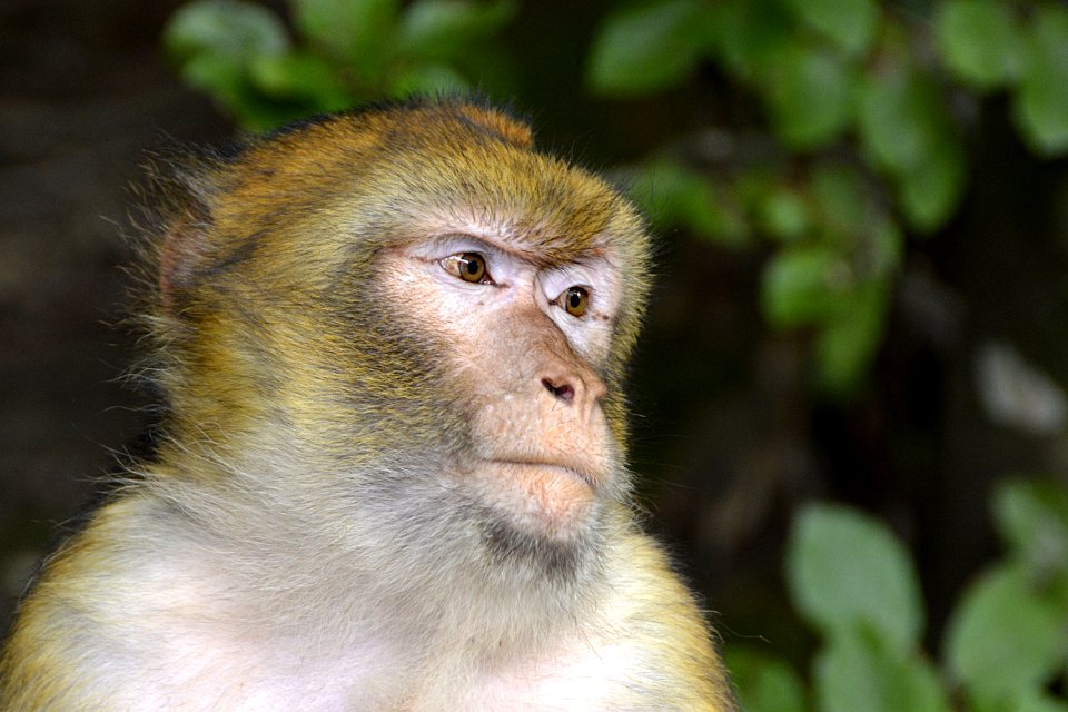 Macaque Fauna Mammal Primate photo