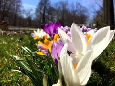 Flower Plant Flowering Plant Crocus