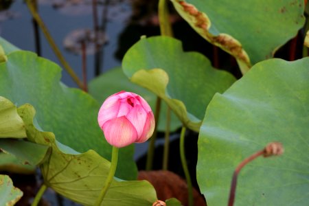 Flower Sacred Lotus Lotus Plant