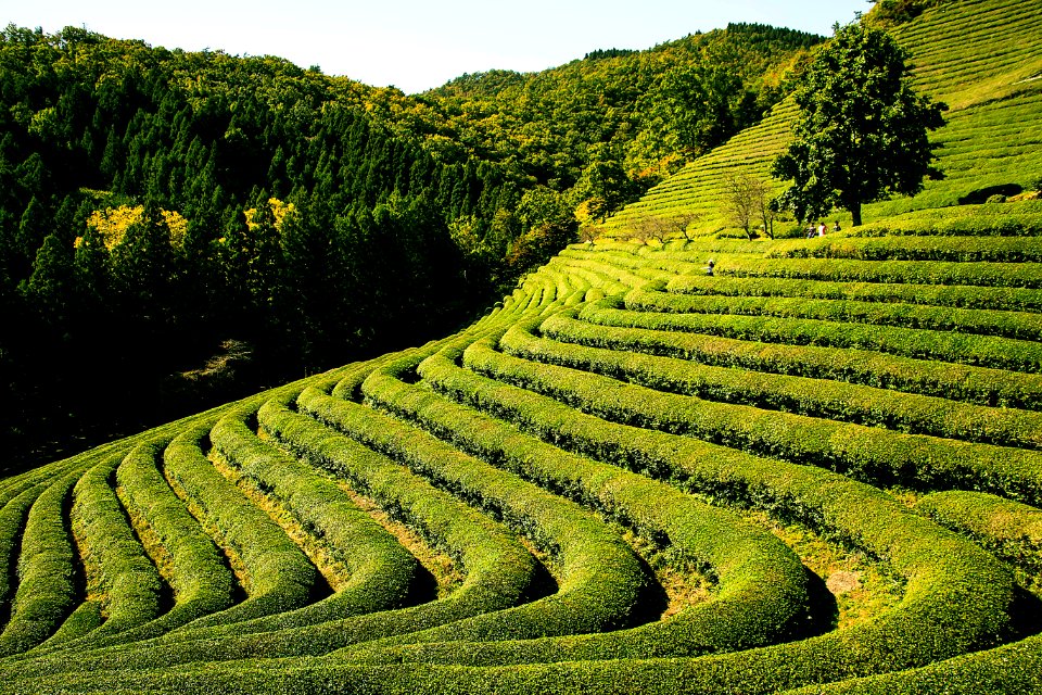 Vegetation Field Agriculture Hill Station