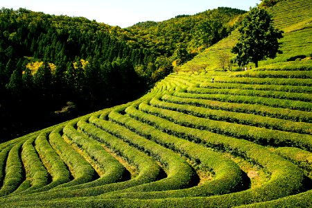 Vegetation Field Agriculture Hill Station