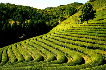 Vegetation Field Agriculture Hill Station photo