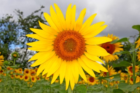 Flower Sunflower Yellow Flowering Plant photo