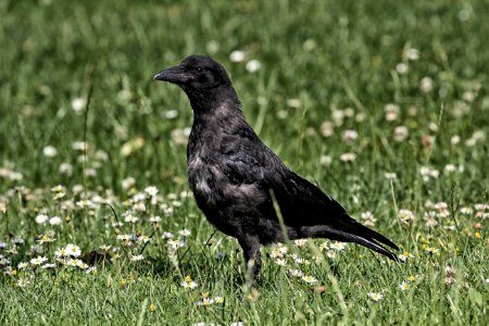 Bird American Crow Crow Fauna photo
