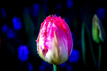 Flower Plant Tulip Flowering Plant