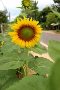 Flower Sunflower Plant Flowering Plant