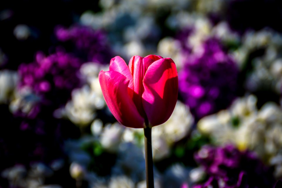 Flower Pink Plant Flowering Plant