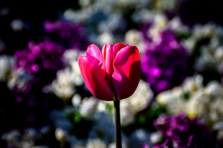 Flower Pink Plant Flowering Plant