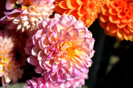 Flower Pink Flora Petal photo