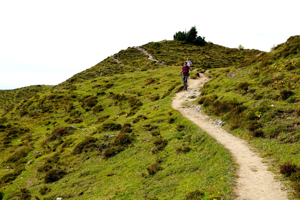 Ridge Hill Path Vegetation