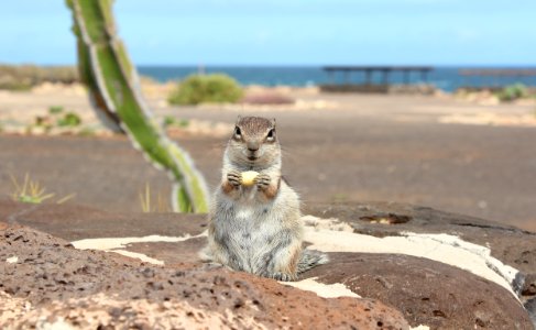 Mammal Fauna Squirrel Wildlife
