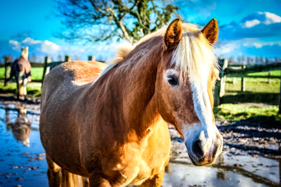 Horse Mane Horse Like Mammal Mustang Horse