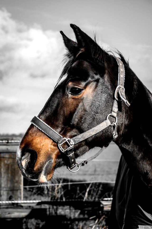 Horse Bridle Halter Horse Tack
