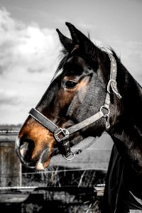 Horse Bridle Halter Horse Tack