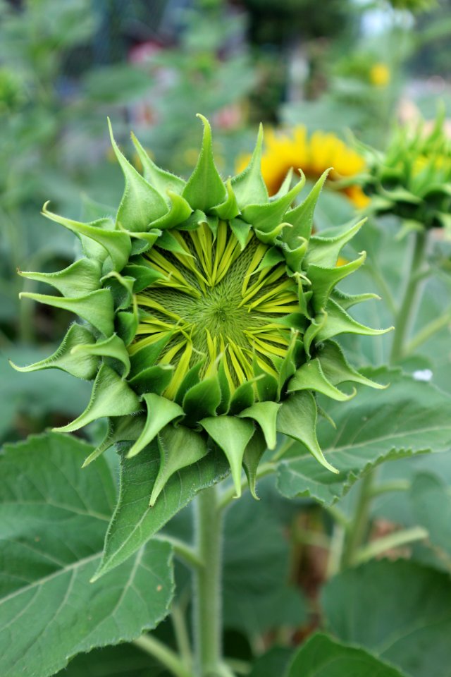 Flower Plant Sunflower Flowering Plant