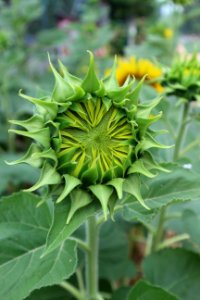 Flower Plant Sunflower Flowering Plant