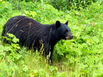 American Black Bear Bear Mammal Terrestrial Animal photo