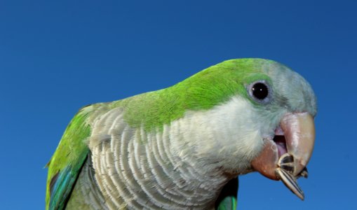 Beak Bird Fauna Green