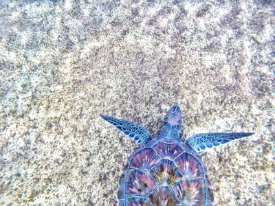Purple And Blue Sea Turtle photo