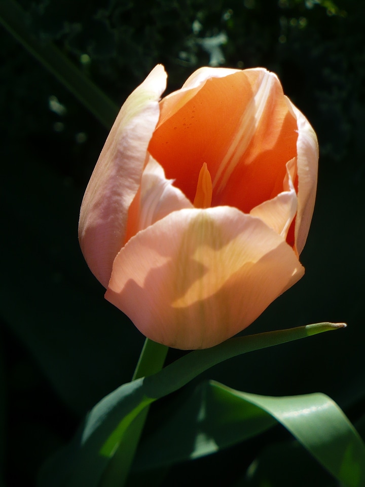 Orange light bright