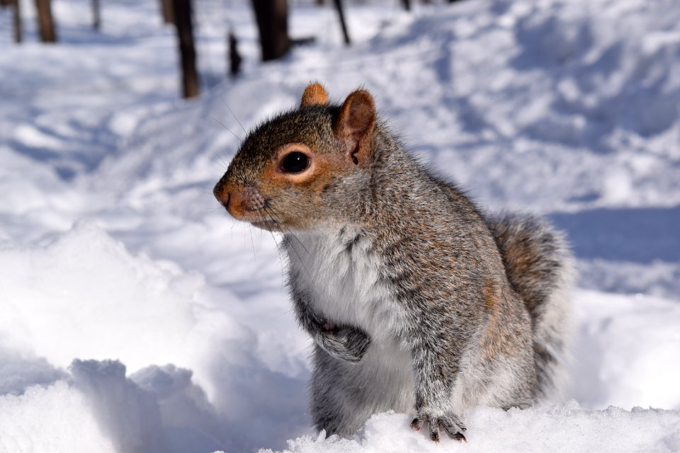 Photo Of Squirrel