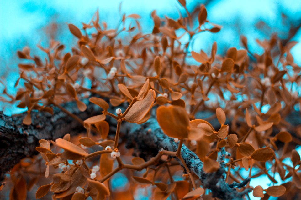 Brown Leaf Plants