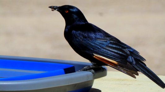 Selective Focus Photo Of Black Raven On Plastic Container photo