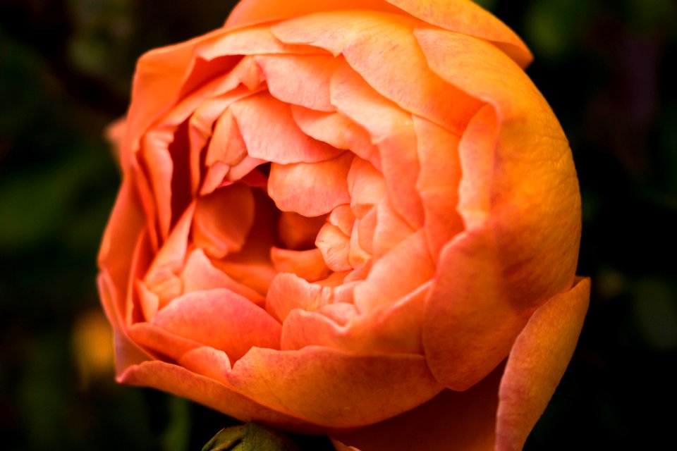 Close Up Photo Of Orange Petaled Rose