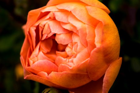 Close Up Photo Of Orange Petaled Rose photo